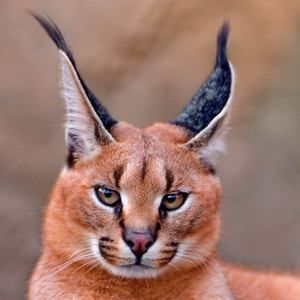 Meet your Posher, Katisha